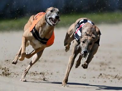 Learn about greyhound racing betting games