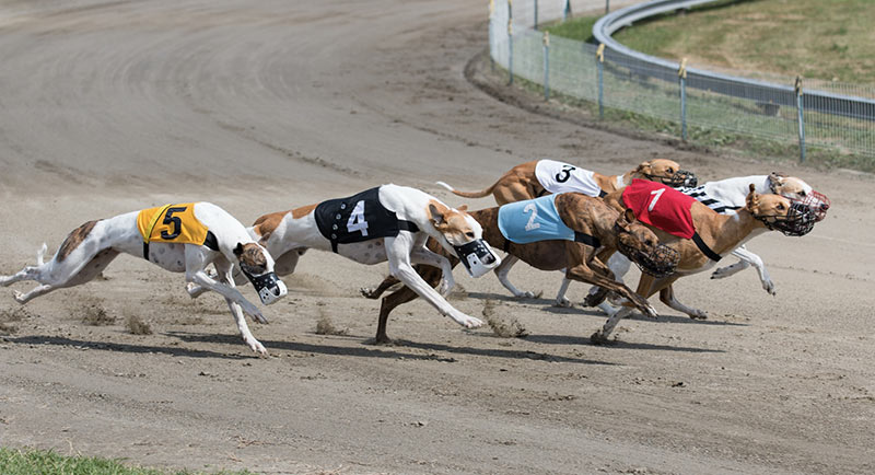Learn the Types of Greyhound Racing Betting