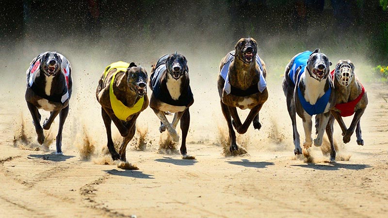 Players should learn about the rules of dog racing