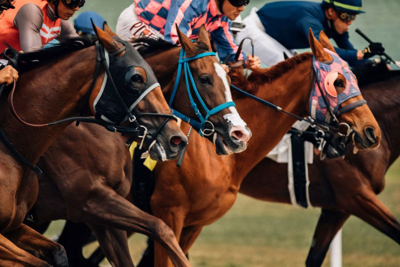 Know how to choose a horse capable of winning the race